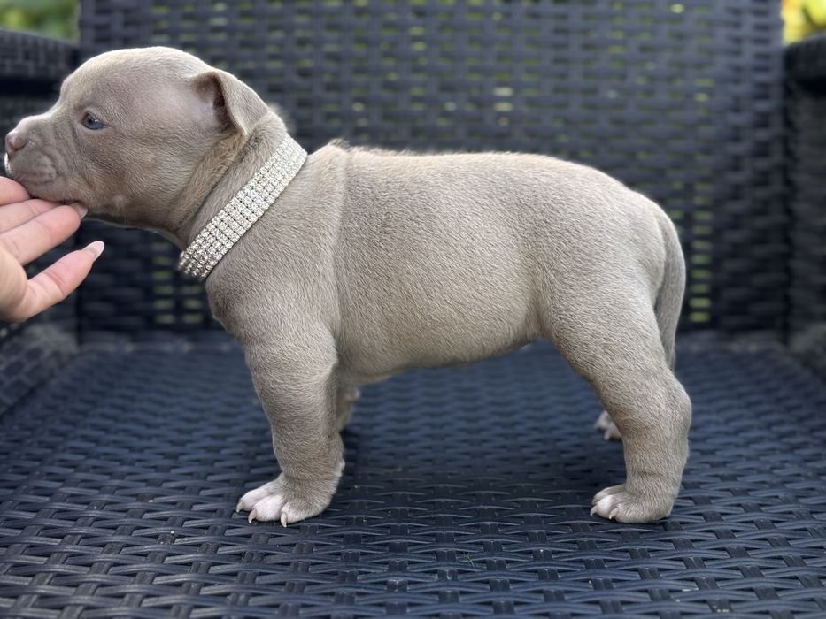 american bully - Животные - OLX.ua