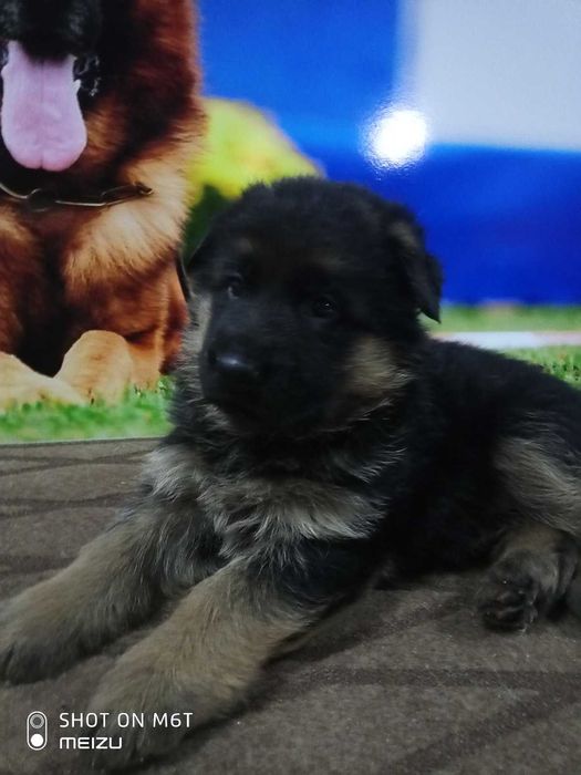 Продаж породистих собак