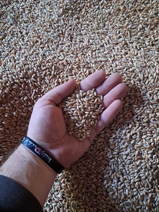 Owies pelet pszenżyto Transport