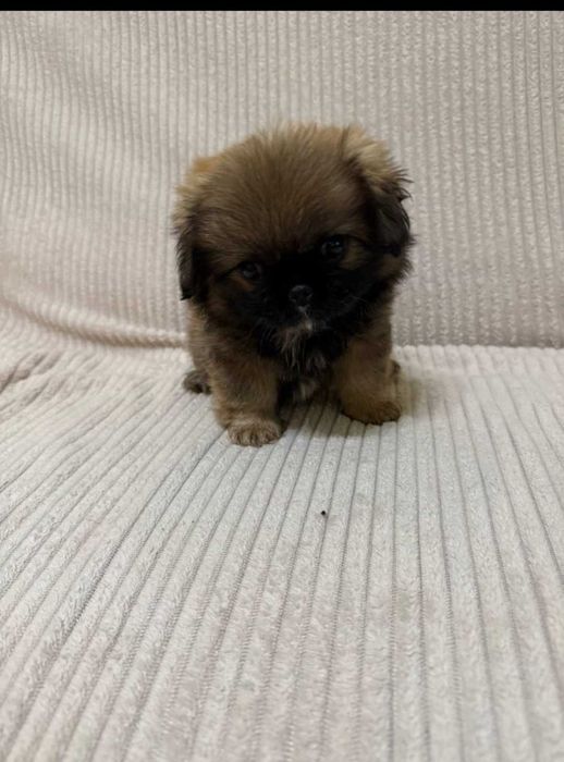 Продам дівчинку  породи Пекінес