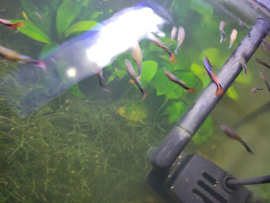 Guppys sortidos.