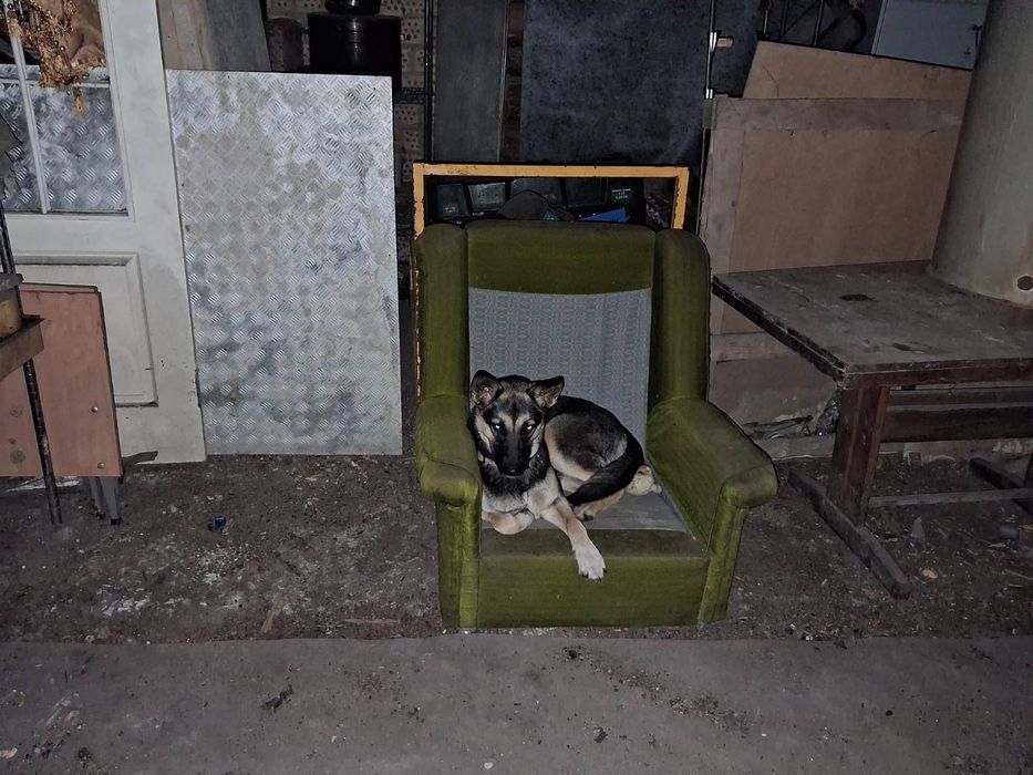 Собачки у добрі руки