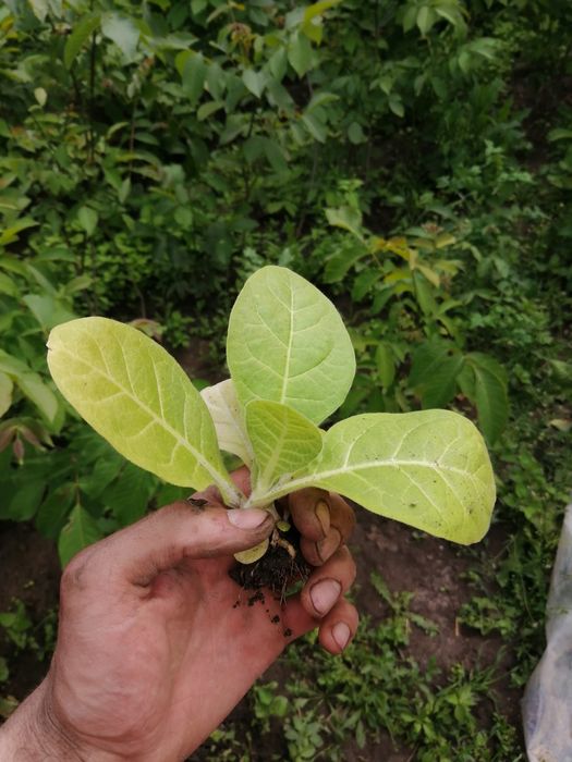 Розсада тютюну берлі 38