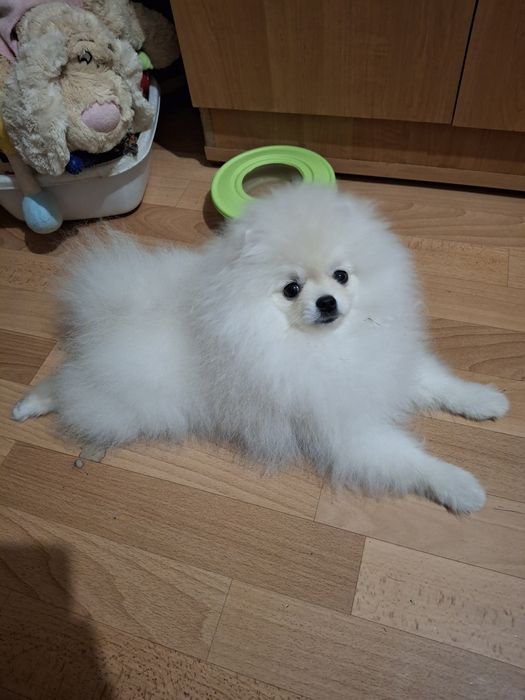 Щенок померанского шпица