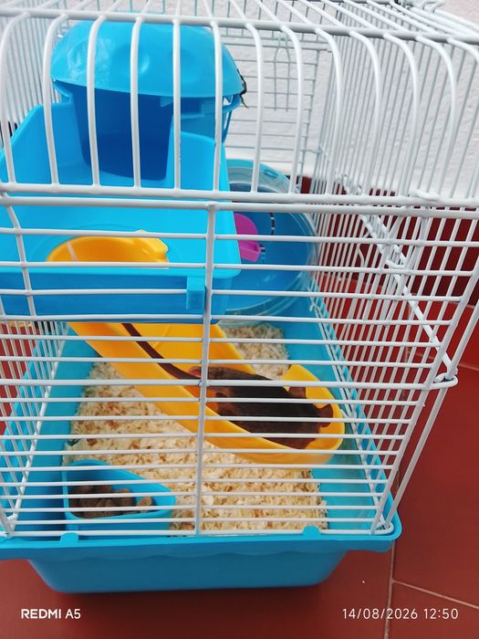Camundongo/Rato pequeno com gaiola