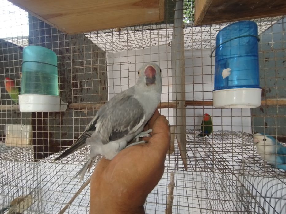 Ring necks bebés