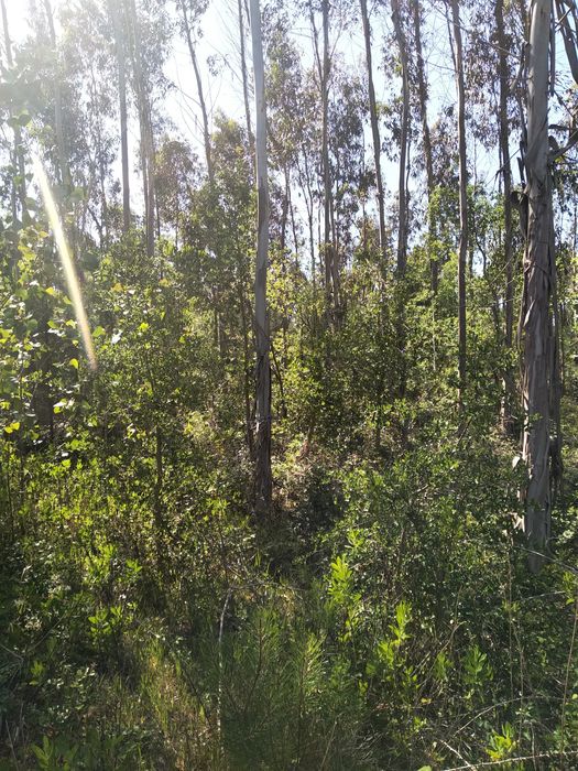 Terreno Rústico com 12 mil M2