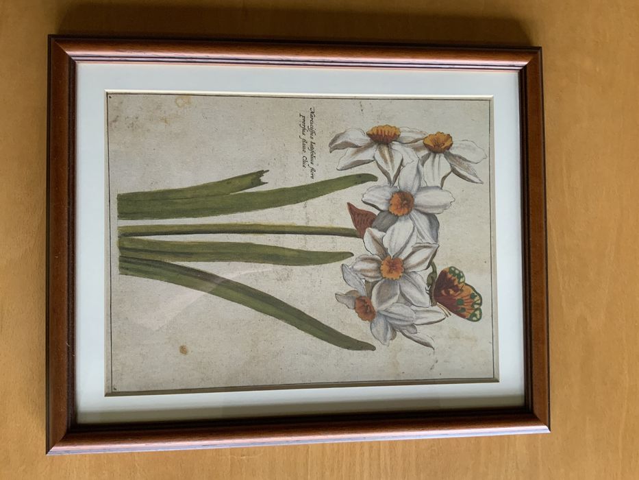 Ryciny botaniczne
