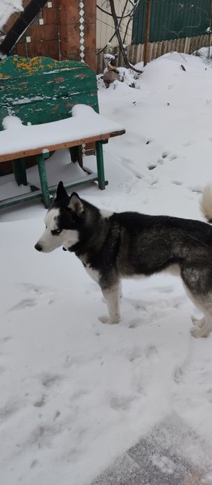 Кобель хаски для вязки