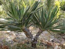 Juka gloriosa "Variegata", mrozoodporna, tworzy pień! Duże sadzonki.