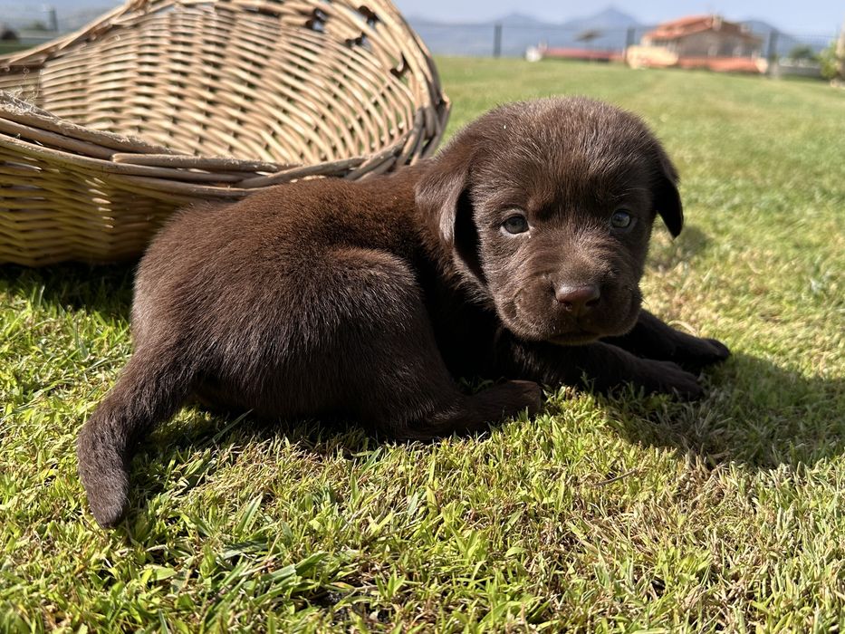 Labrador Retriever LOP e Afixo (Macho)