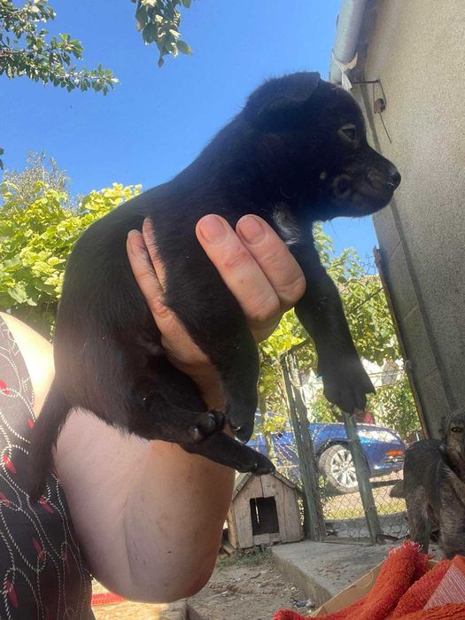 Новенькие детки-щенки.