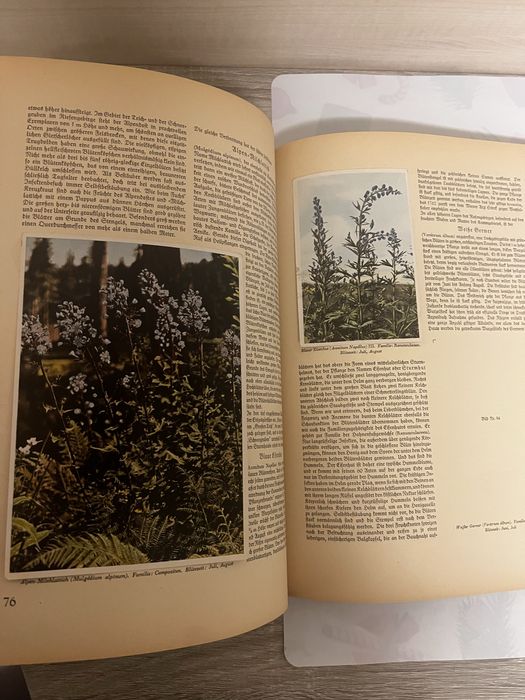 Niemiecki album botaniczny 1937 Aus Wald und Flur