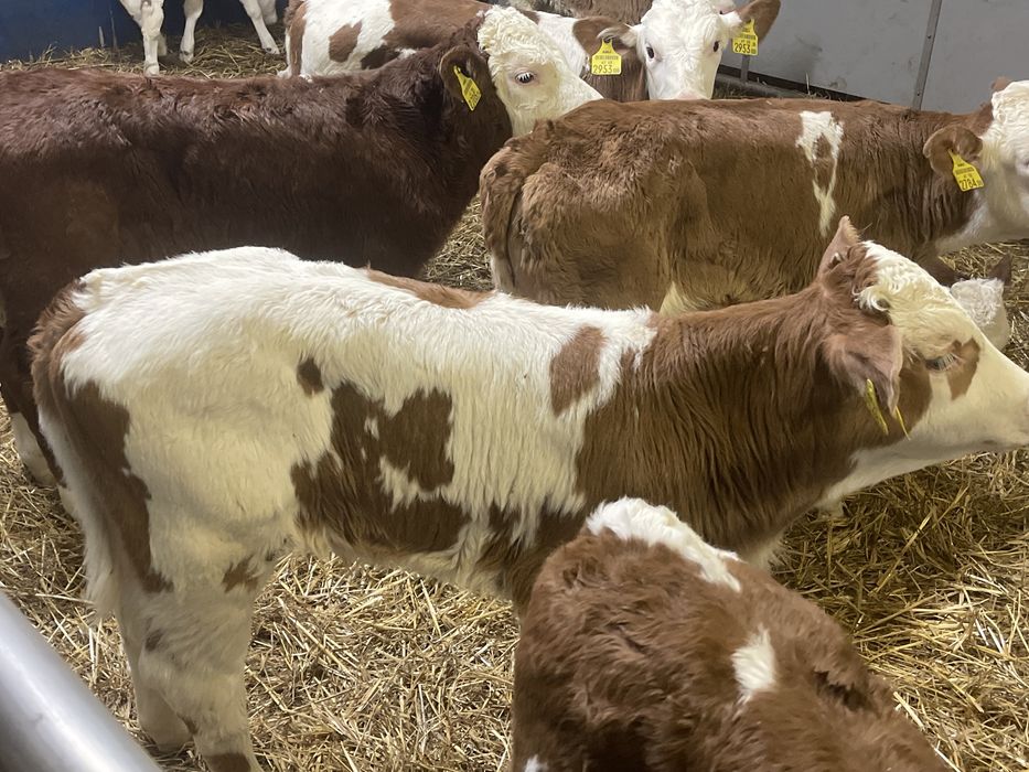 Cielaki i odsadki miesne jaloweczki byczki
