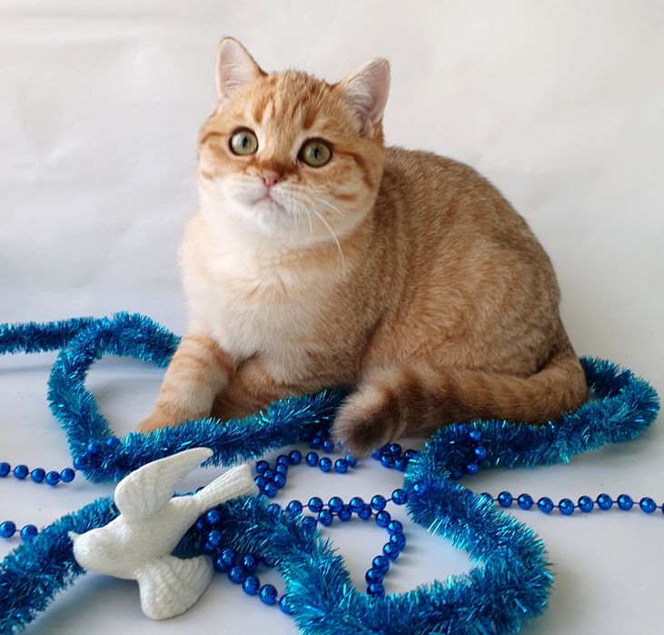 Киев котик клубный вакцинирован золотая шиншилла. Кошенята, котята
