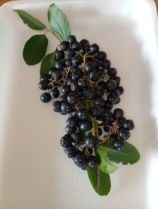 Aronia prosto z krzaków
