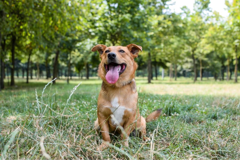 Apik- rudy młody wesoły piesek do adopcji