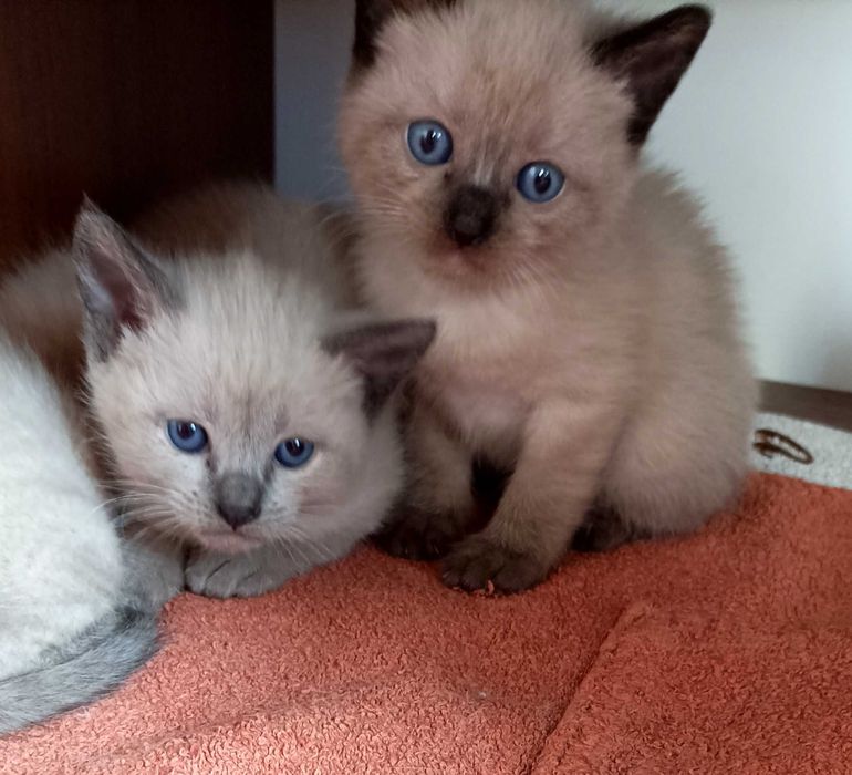 Бронь котят бірми