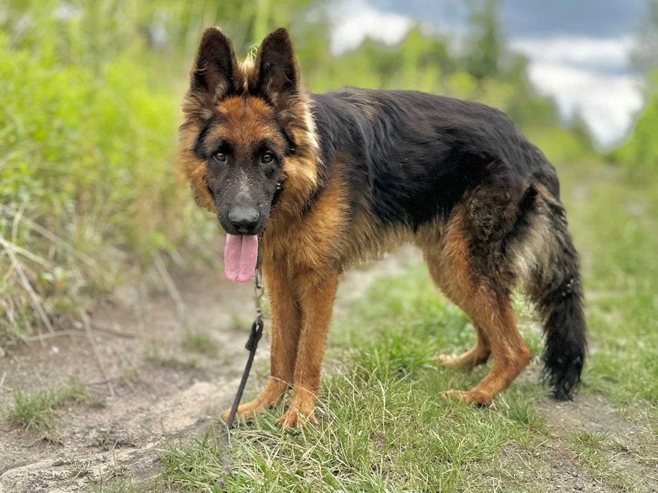 Pokochaj HOMERA! Piękny owczarek niemiecki szuka domu!