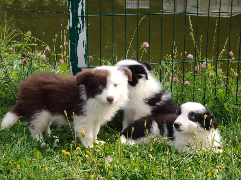 Szczeniak Suczka Border Collie