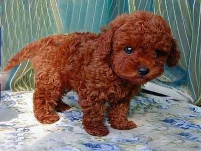 Ред браун. Чистопородні той пудель