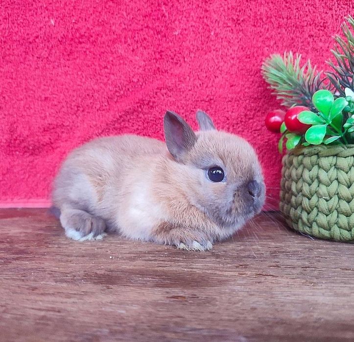 Невероятный окрас! Кролик! Нидерландский карлик песочный сатин