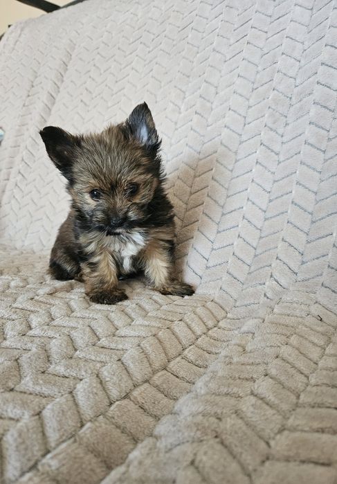 Yorkshire terrier piesek