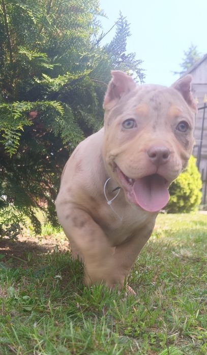 Piękny amstaff merle unikat kolor