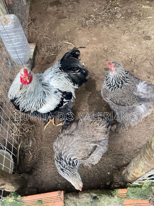 Ovos Férteis para Incubação de várias raças puras
