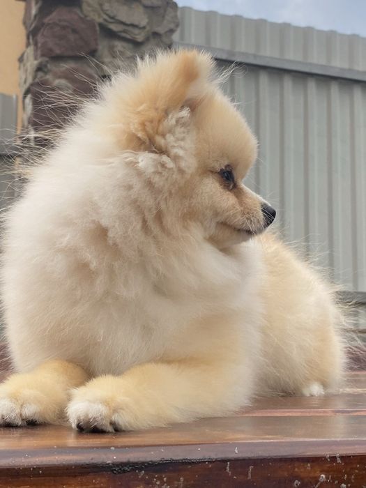 Померанський шпіц