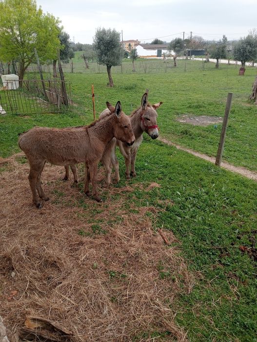 Segue para venda duas burrinhas e um burro