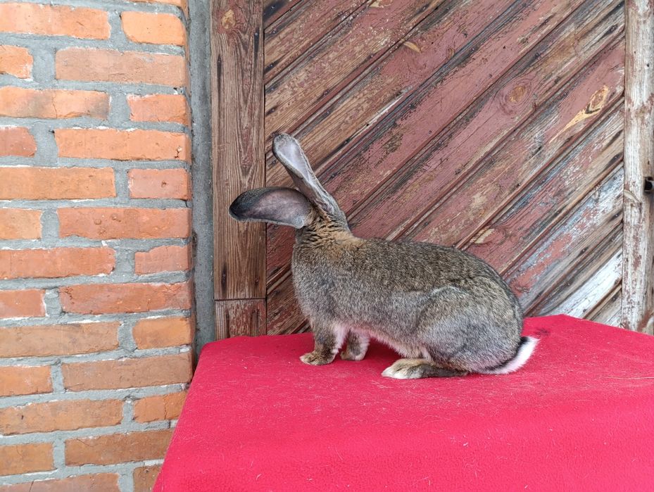 Belgijski olbrzym szary