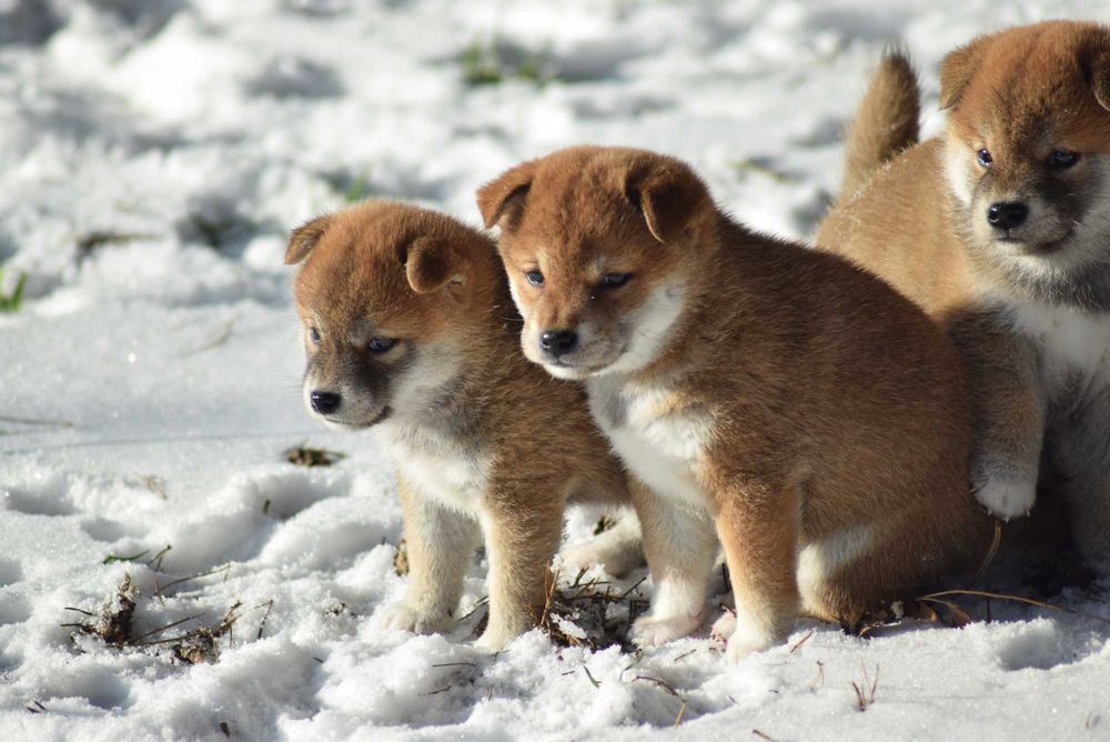 Suczka shiba z rodowodem ZKwP po Championach z japońskim pochodzeniem