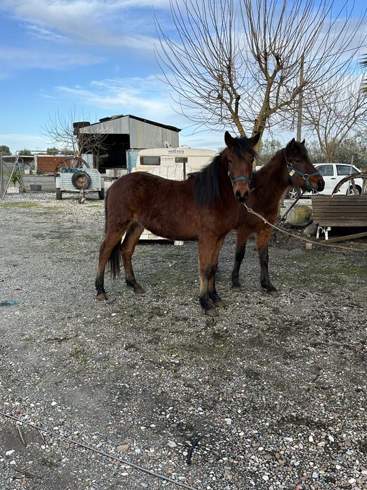 Parelha Garranos do Geres Puros