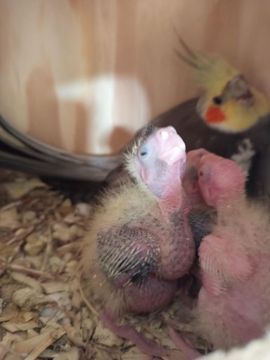 Casal Caturras para cedencia