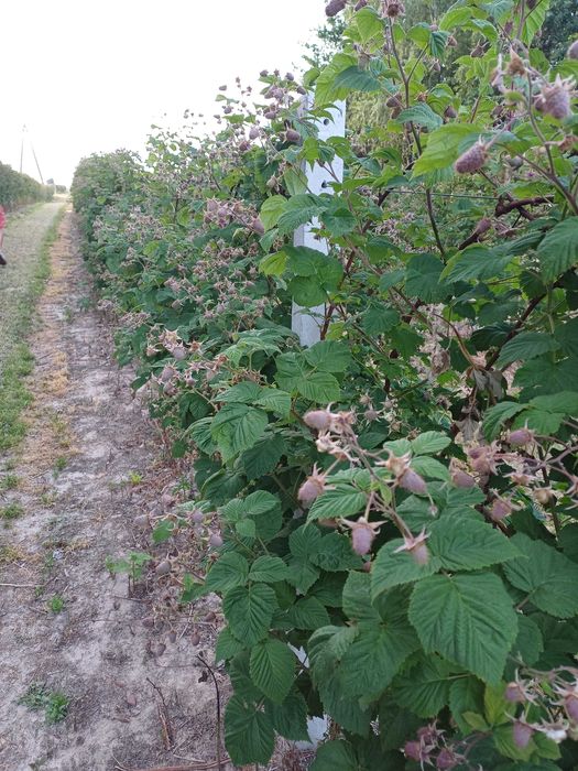Sadzonki maliny letniej