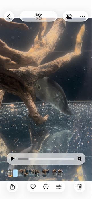 Faca palhaco Notopterus Chitala 20CM
