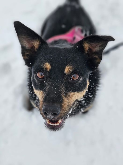 Zara – nieśmiała, wesoła sunia do pokochania! Adopcja