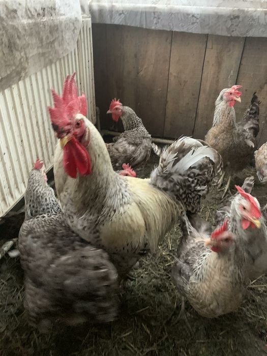 Борківська барвиста, інкубаційні яйця