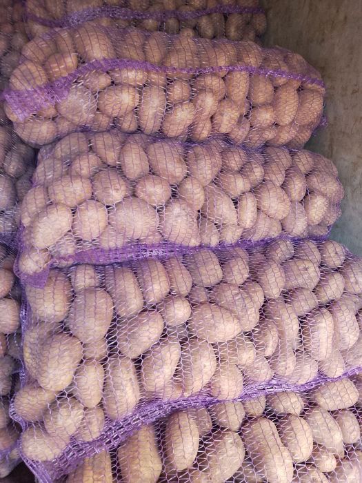 Продам картоплю гарної якості