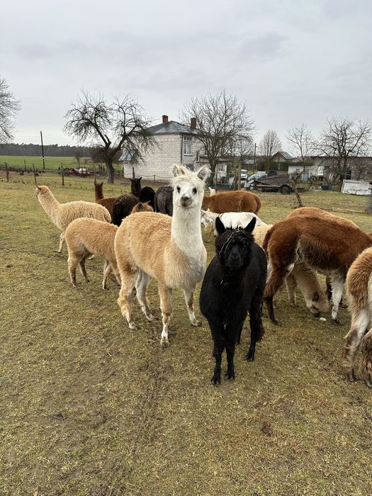 Kozy 3 szt. 3 miesięczne Alpaki