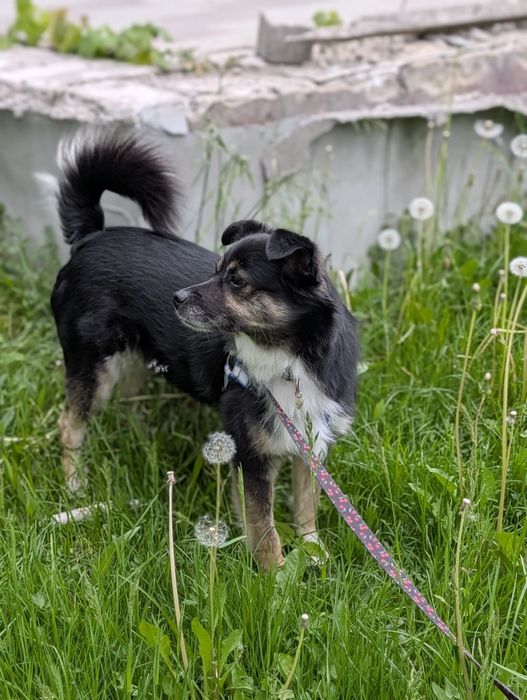 Do adopcji 5 lat samiec grzeczny