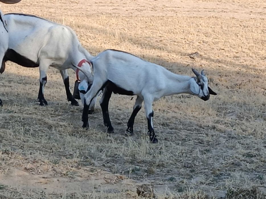 Cabras serpentinas (puras)