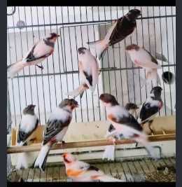 troca  de  aves