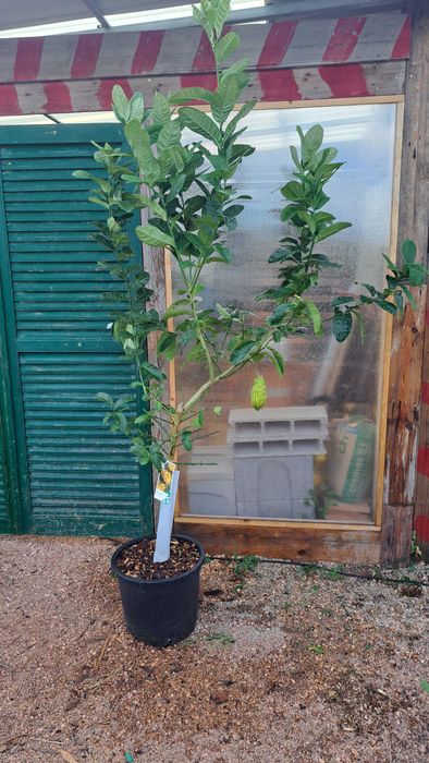 Buddha Hand Fruiting Lemon