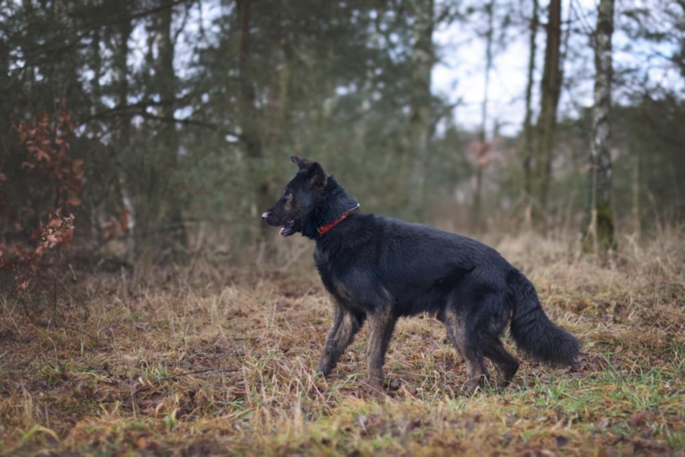 BIES w typie owczarka.Upodlony i samotny.Serce się kraja na jego widok