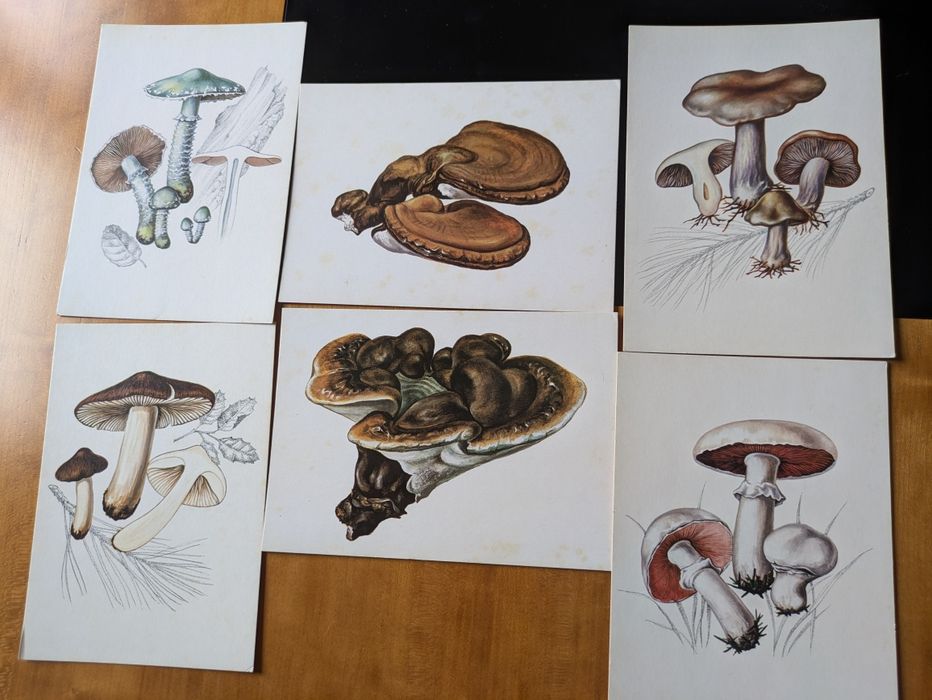 Postais de cogumelos