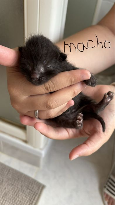 gatinhos bebes para adocao