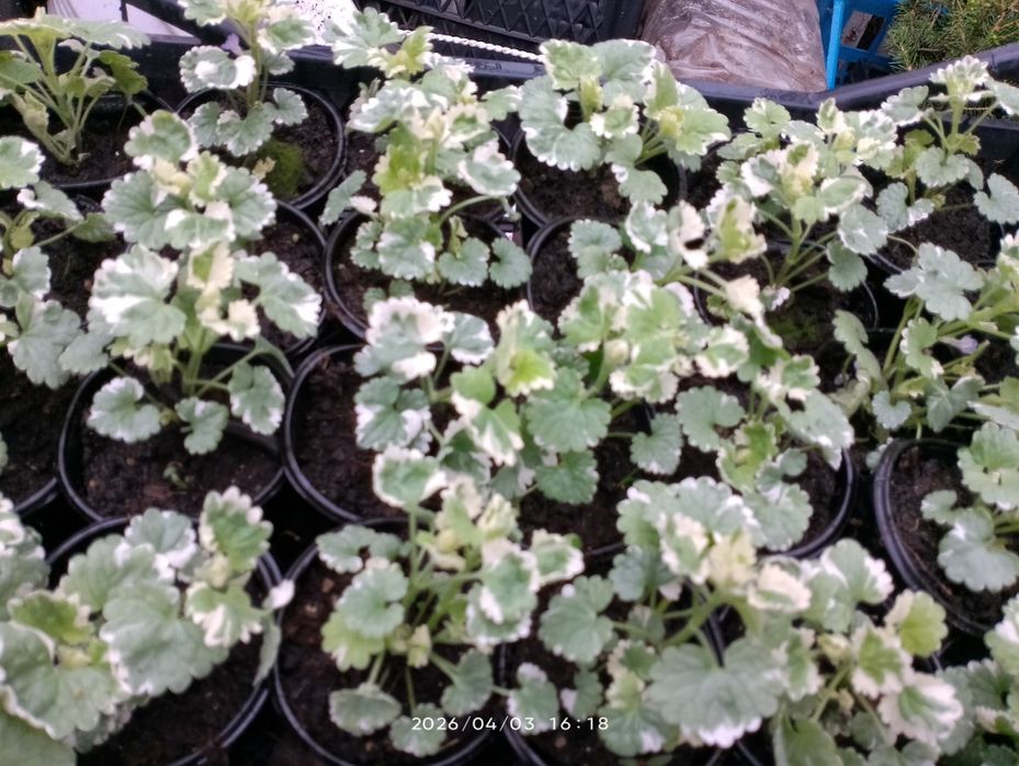 Діхондра, будра, ізолепіс, овсяніца та бухарник