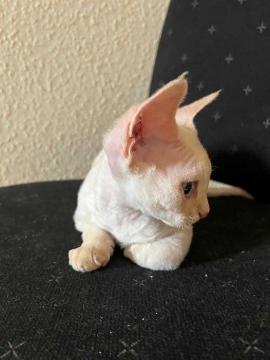 Devon Rex